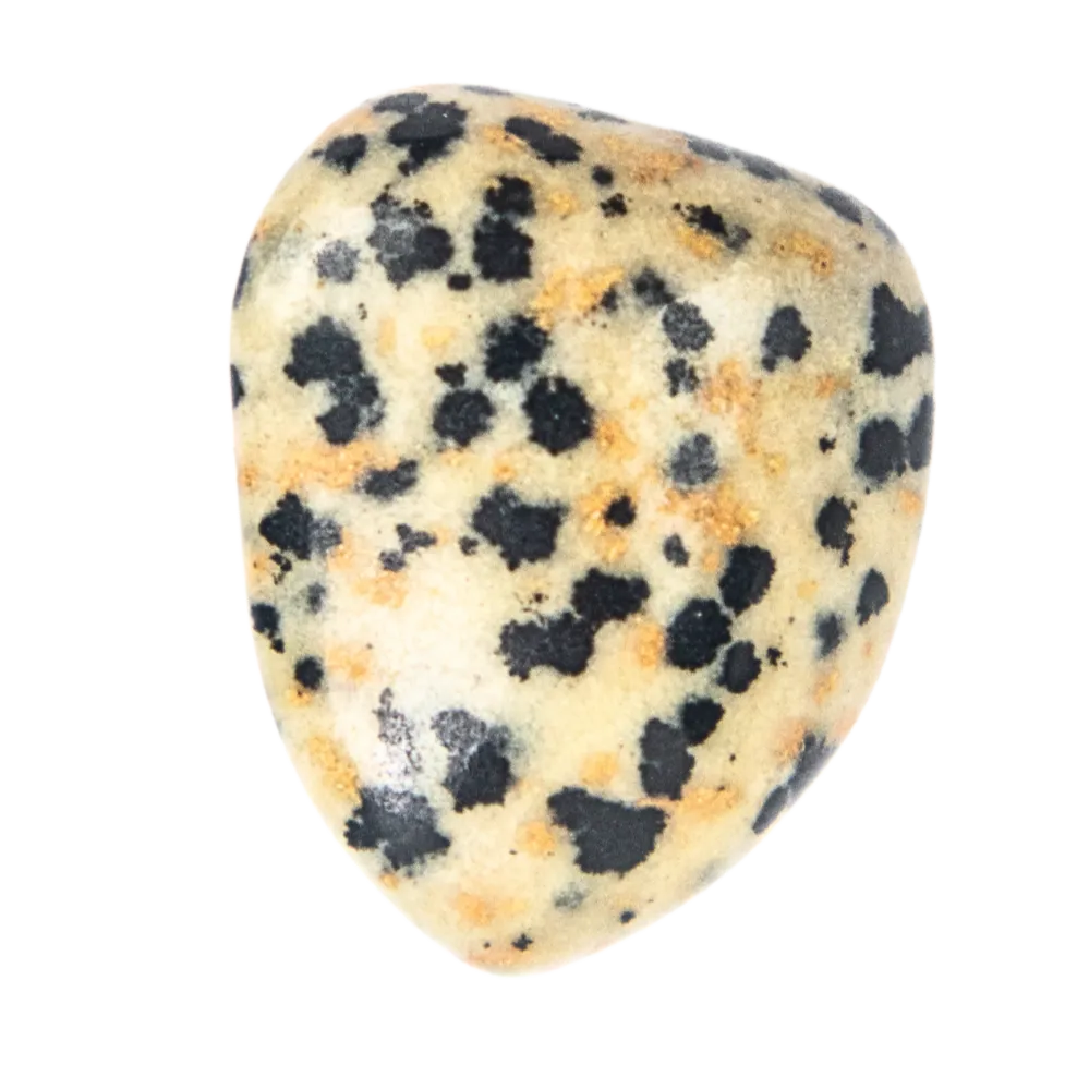 Dalmatian Jasper Stone